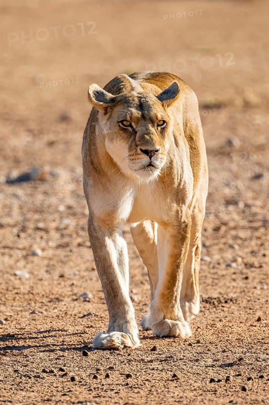 Lioness (Panthera leo) looking into the camera, dangerous, Kgalagadi Transfrontier National Park, Northern Cape, South Africa