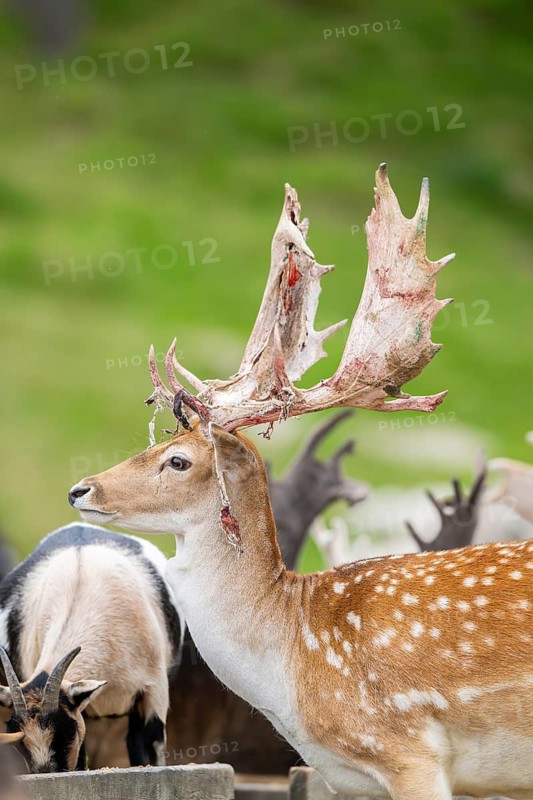 European fallow deer (Dama dama) stag, portrait, tirol, Kitzbühel, Wildpark Aurach, Austria