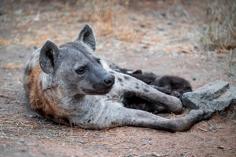 Spotted hyena (Crocuta crocuta), adult female with cubs, lying down, suckling her cubs, Kruger National Park, South Africa