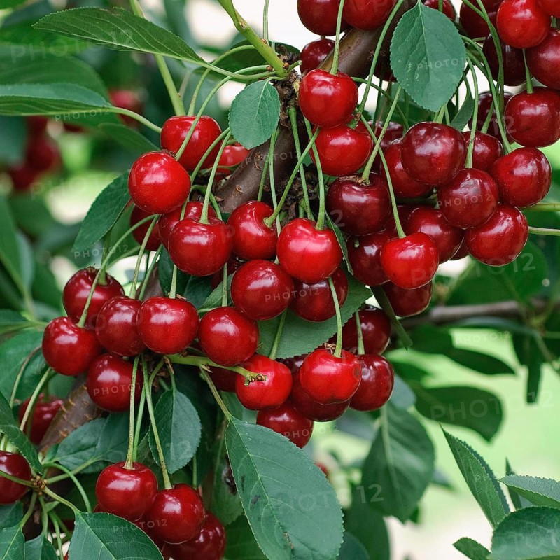 Sour cherry, sour cherry (Prunus cerasus 'Nabella'), Germany
