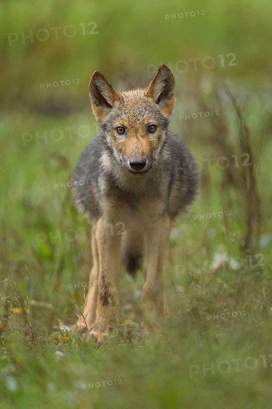Wolf (Canis lupus), young wolf in forest, summer, Germany