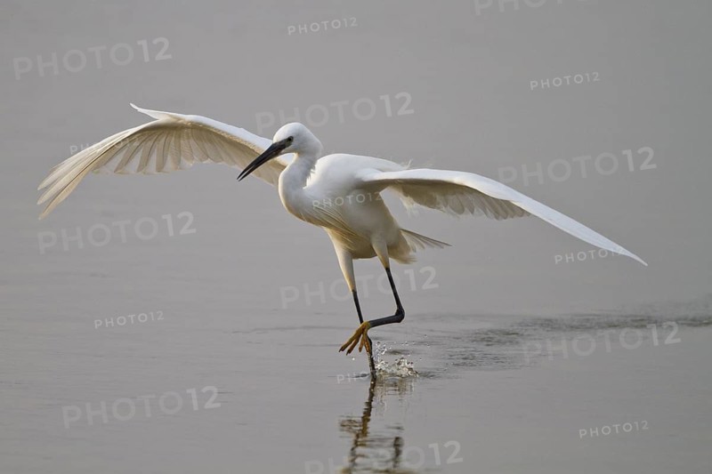 Little Egret (Egretta garzetta) foraging, Mallorca, Spain