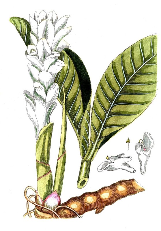 Amomum zedoaria, citwer root, citwer or white curcuma, digital reproduction of a historical original, between 1790 and 1810