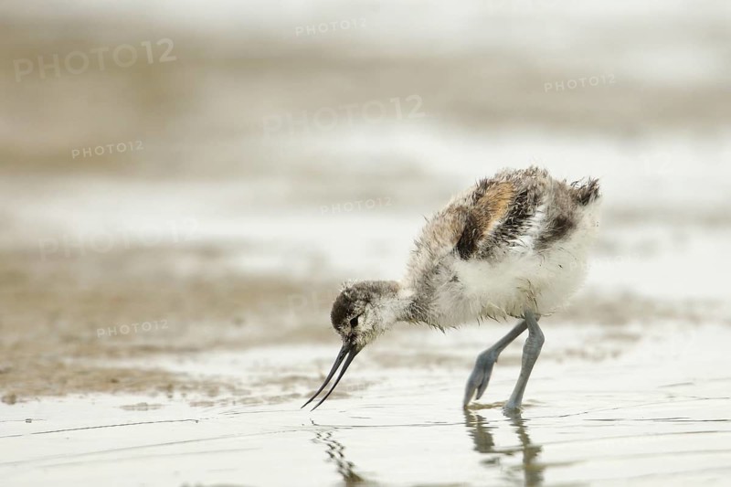 Pied Avocet (Recurvirostra avosetta) chick foraging, Texel, Netherlands