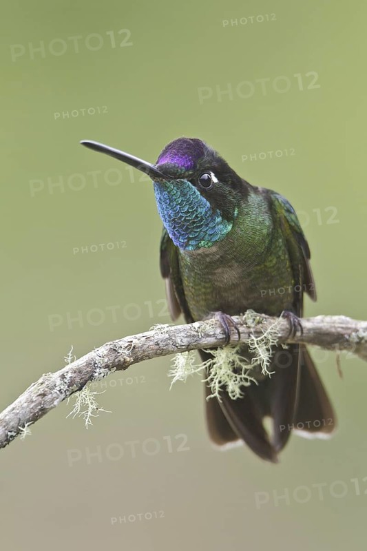 Admirable Hummingbird (Eugenes spectabilis), Costa Rica