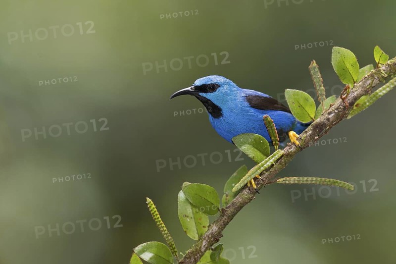 Shining Honeycreeper (Cyanerpes lucidus) male, Costa Rica