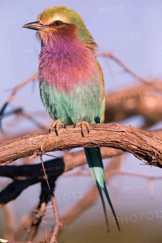 Africa, Botswana, Fork-tailed Roller, Coracias caudatus, Botswana