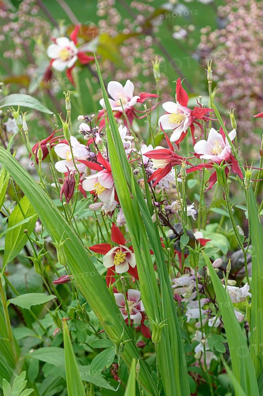 Columbine (Aquilegia cärulea 'Rotstern'),  Germany