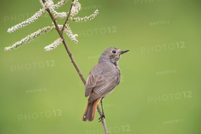 Common Redstart (Phoenicurus phoenicurus) female perched on a twig, Rimini, Italy