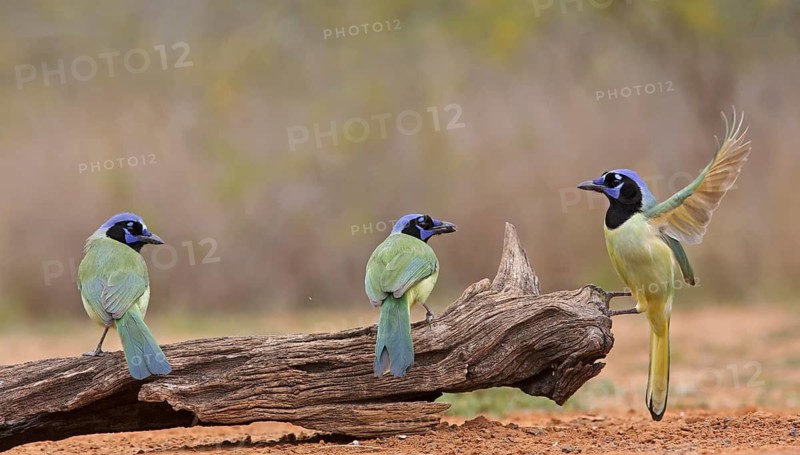 Green Jay (Cyanocorax luxuosus) group on tree trunk, Texas, USA
