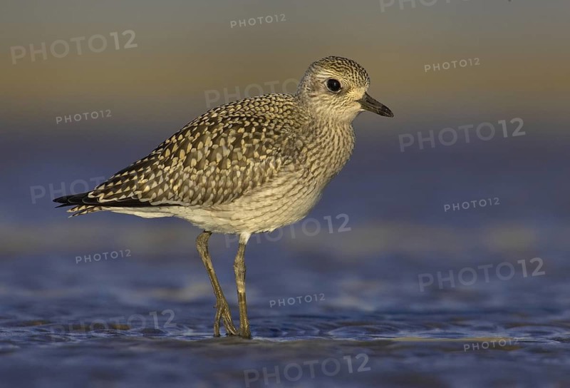 Grey Plover (Pluvialis squatarola), Ohio, USA