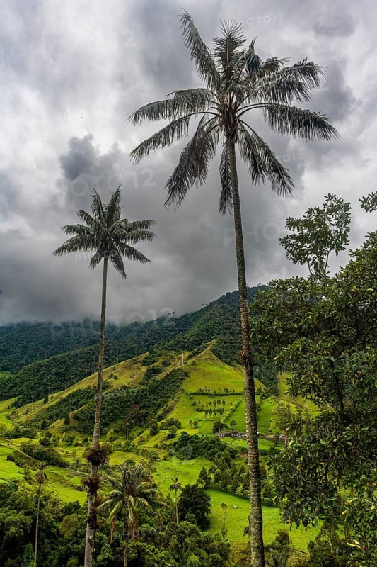 Wax palms largest palms in the world, Cocora valley, Unesco site coffee cultural landscape, Salento, Colombia