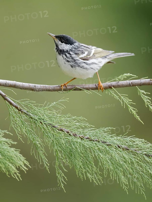Blackpoll Warbler (Setophaga striata) male perched on a branch, Texas, USA