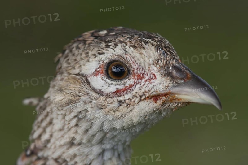 Common Pheasant (Phasianus colchicus), Schleswig-Holstein, Germany