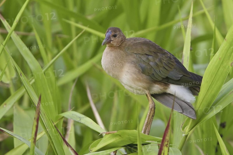 Purple Gallinule (Porphyrio martinica), Ecuador