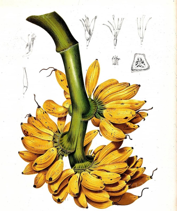 The dessert banana (Musa) × paradisiaca, banana for short, also fruit banana or pisang, is a species of the banana genus, Historically, digitally enhanced reproduction of a period original