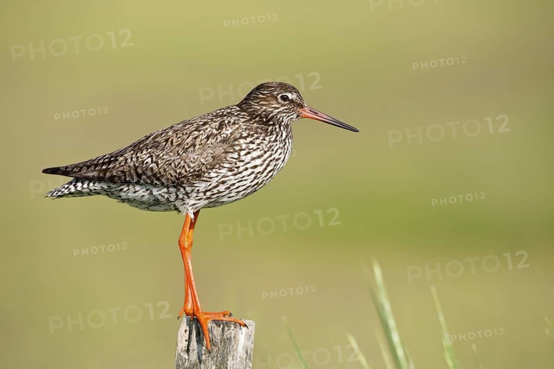 Common Redshank (Tringa totanus), Schleswig-Holstein, Germany
