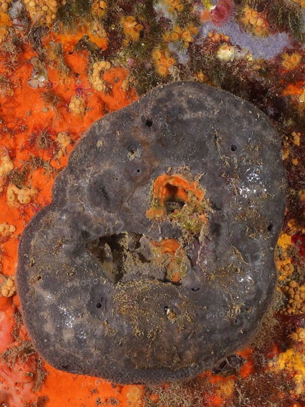 Black leather sponge (Sarcotragus spinulosus)