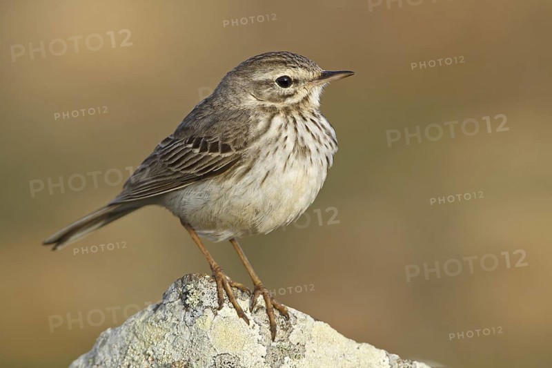 Berthelot's Pipit (Anthus berthelotii), Canary Islands, Spain