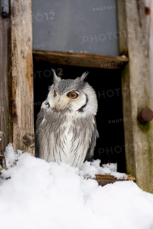 Southern White-faced Owl (Ptilopsis granti) captive, Bavaria, Germany
