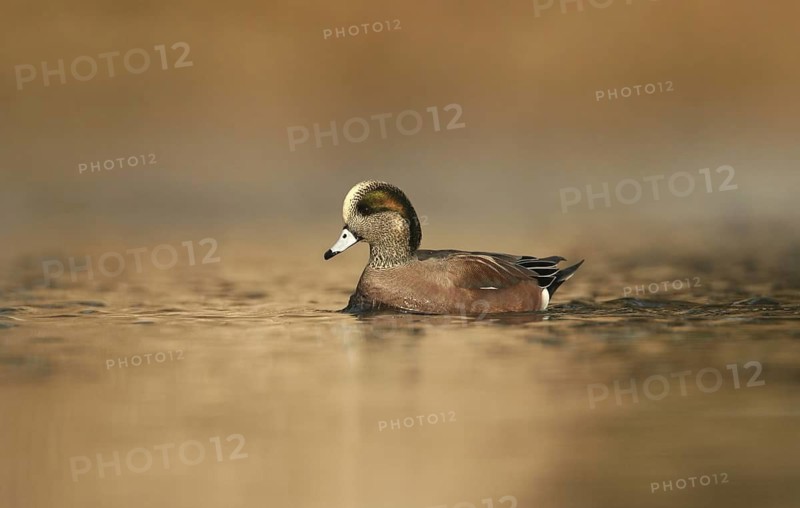 American Wigeon (Mareca americana) male, Ohio, USA
