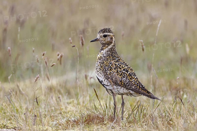 European Golden Plover (Pluvialis apricaria), Iceland