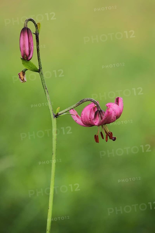 Flower and bud of the Turk's cap lily (Lilium martagon), Kesselrain, Lange Rhön, Hesse, Germany