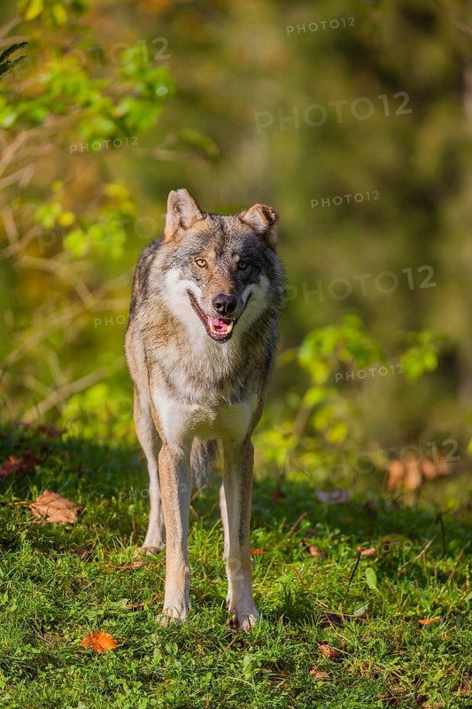 A eurasian gray wolf (Canis lupus lupus) stands on a meadow on a hill with a colourful foliage in the background