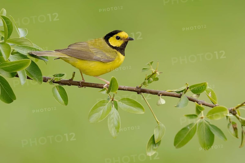 Hooded Warbler (Setophaga citrina) male, Texas, USA