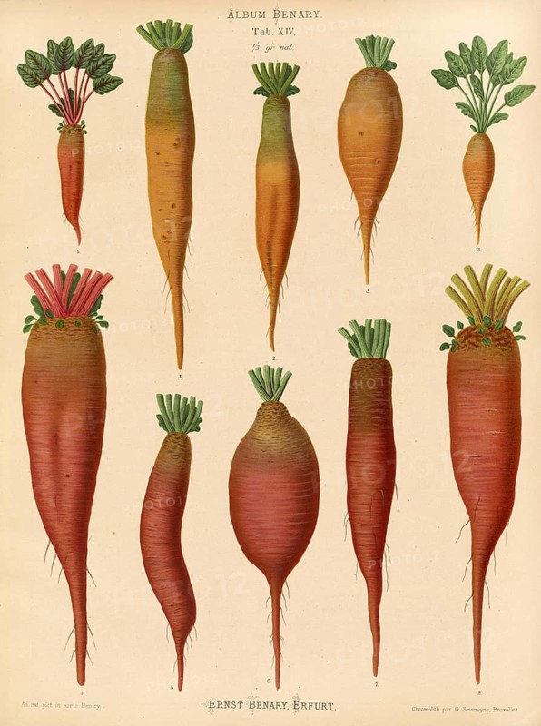Vegetables, turnips and chard root, after Ernst Samuel Benary (10 November 1819, 19 February 1893), Hessian horticulturalist, Historical, digitally restored reproduction from a 19th century original, Record date not stated