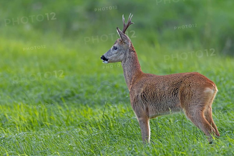 Roebuck (Capreolus capreolus) observing a female roe deer, foliage time, mating season, August, Germany