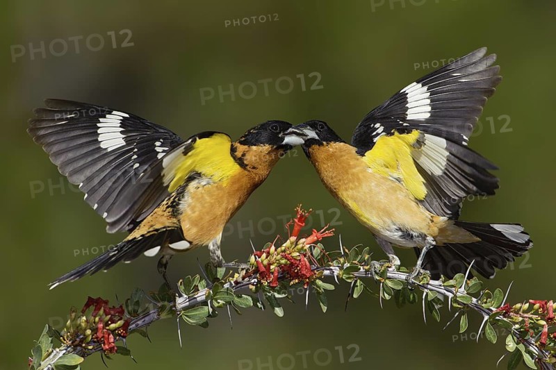 Black-headed Grosbeak (Pheucticus melanocephalus) male, Arizona, USA
