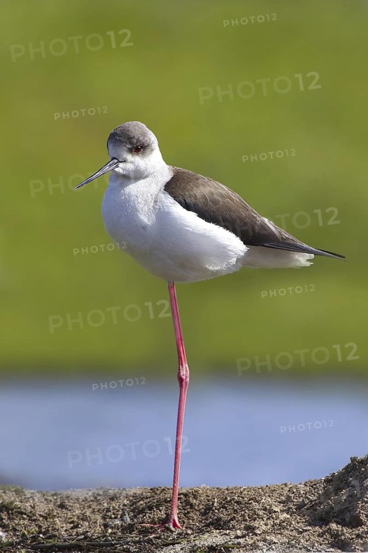 Black-winged Stilt (Himantopus himantopus), Portugal