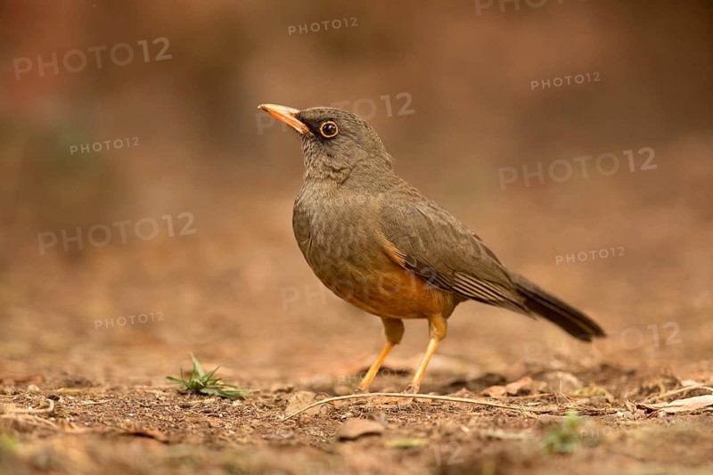 Abyssinian Thrush (Turdus abyssinicus) perched on the ground, Oromia, Ethiopia