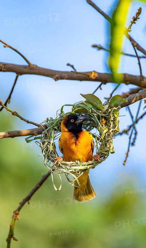 Village weaver (Ploceus cucullatus, Textor cucullatus) at the unfinished nest, during nest building, also Textor weaver, Uganda
