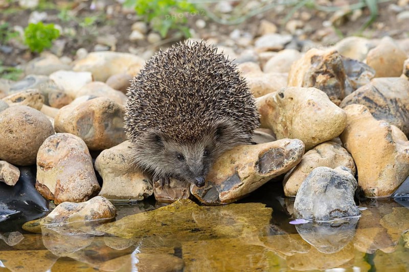 European hedgehog (Erinaceus europaeus) adult animal on the edge of a garden pond in summer, Suffolk, England, United Kingdom