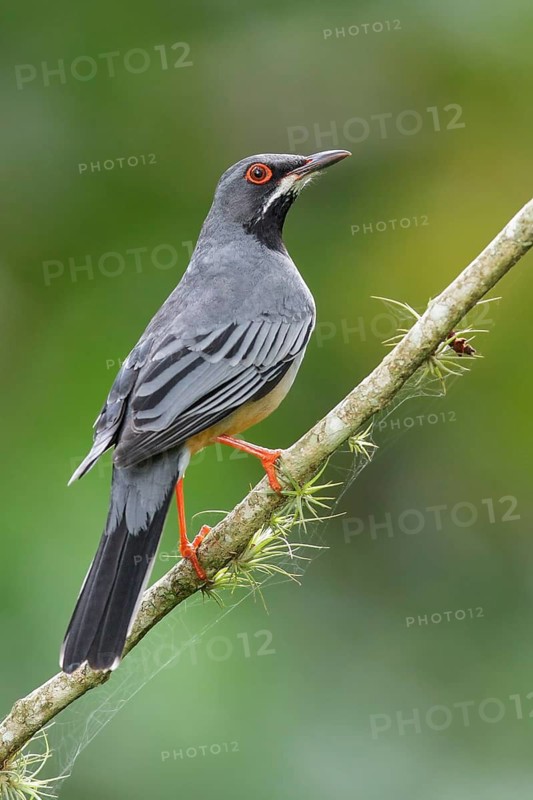 Red-legged Thrush (Turdus plumbeus) perched on a branch in Cuba