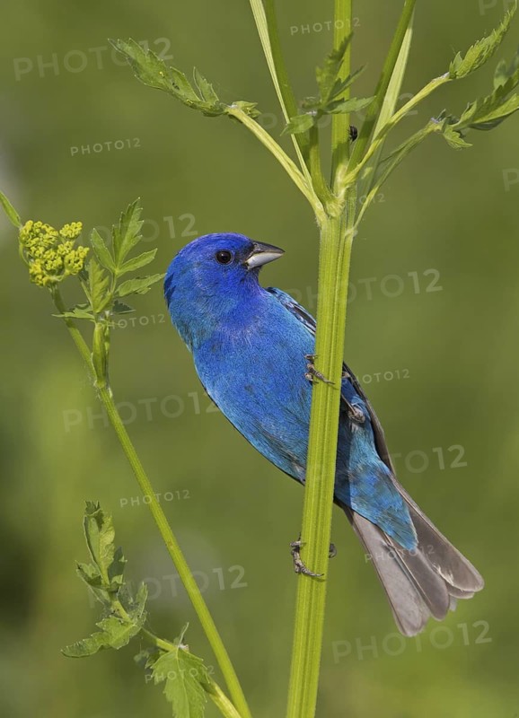 Indigo Bunting (Passerina cyanea) male, Ohio, USA