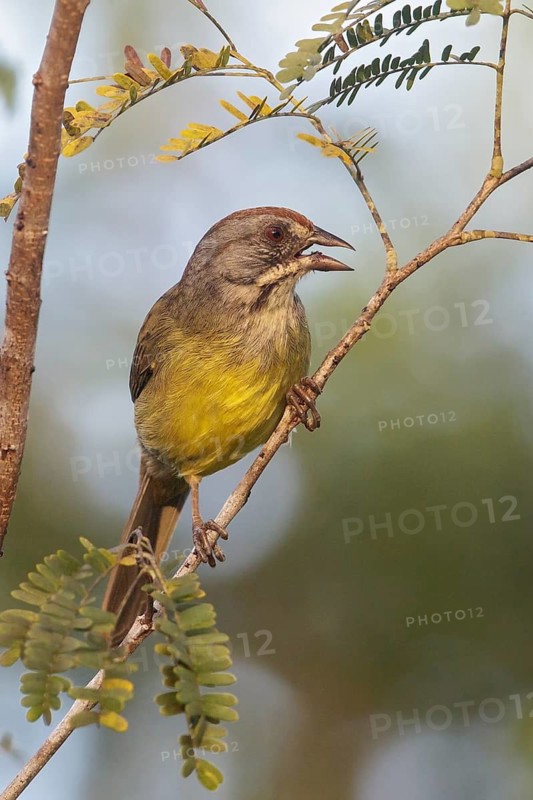 Zapata Sparrow (Torreornis inexpectata) perched on a branch in Cuba