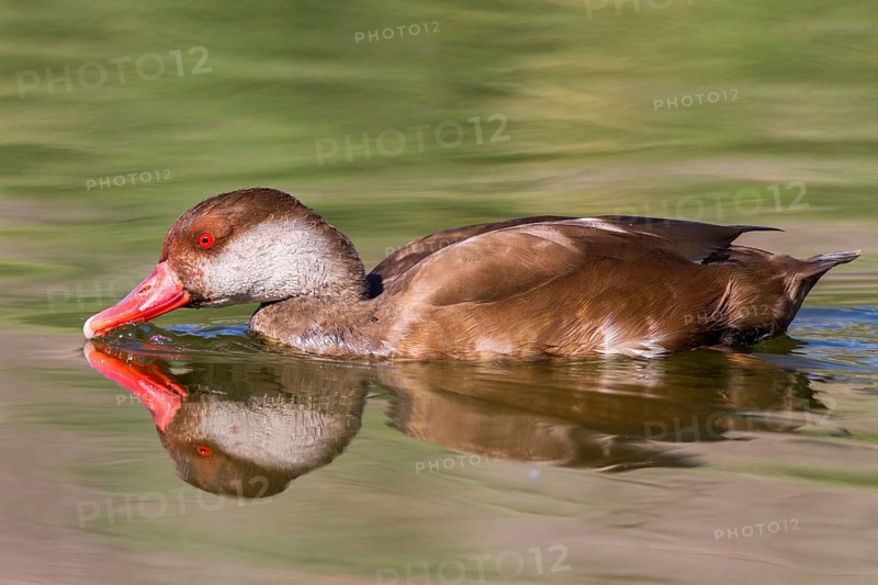 Red-crested Pochard (Netta rufina) male, Castile-La Mancha
