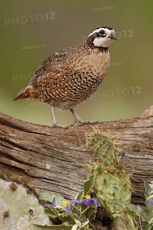 Northern Bobwhite (Colinus virginianus) male, Texas, USA