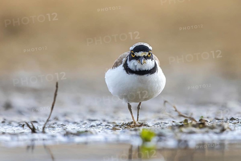 Little Ringed Plover (Charadrius dubius), North Rhine-Westphalia, Germany