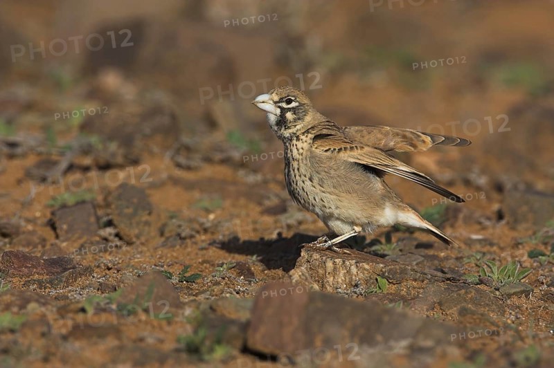 Thick-billed Lark (Ramphocoris clotbey), Morocco