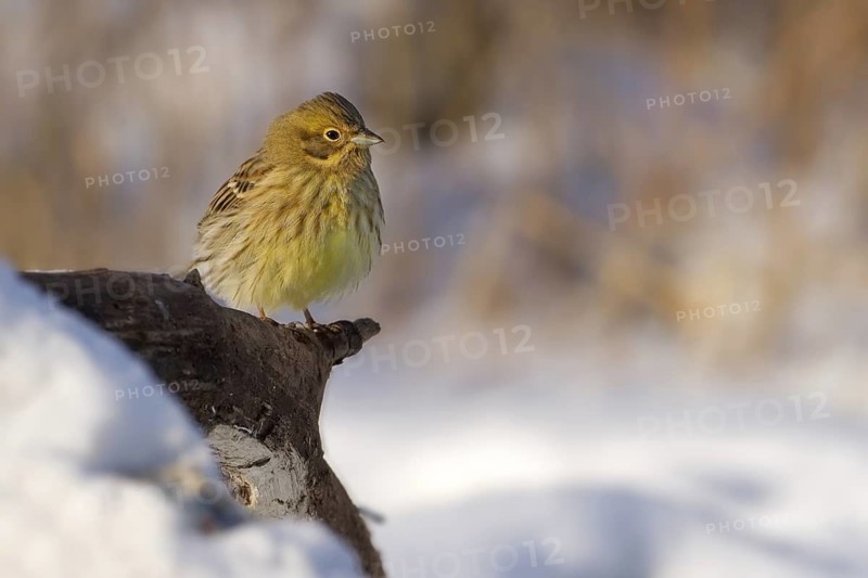 Yellowhammer (Emberiza citrinella), Saxony-Anhalt, Germany