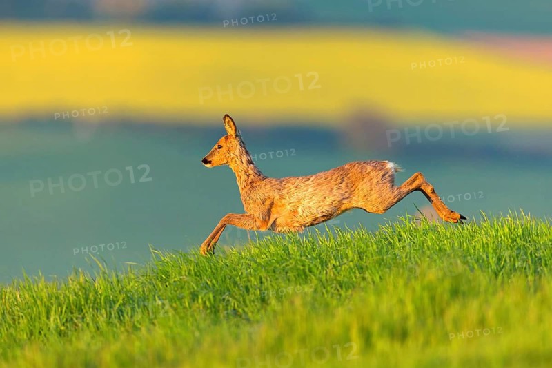 Roe deer, European roe deer, (Capreolus capreolus), animals, mammal, mammals, meadow, grass, rape, rape field, escapes, evening sun, Quirnheimer Berg, Bad Dürkheim district, Rhineland-Palatinate, Germany
