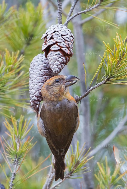 Common Crossbill - Fichtenkreuzschnabel - Loxia curvirostra ssp. polyogyna, Morocoo, adult male