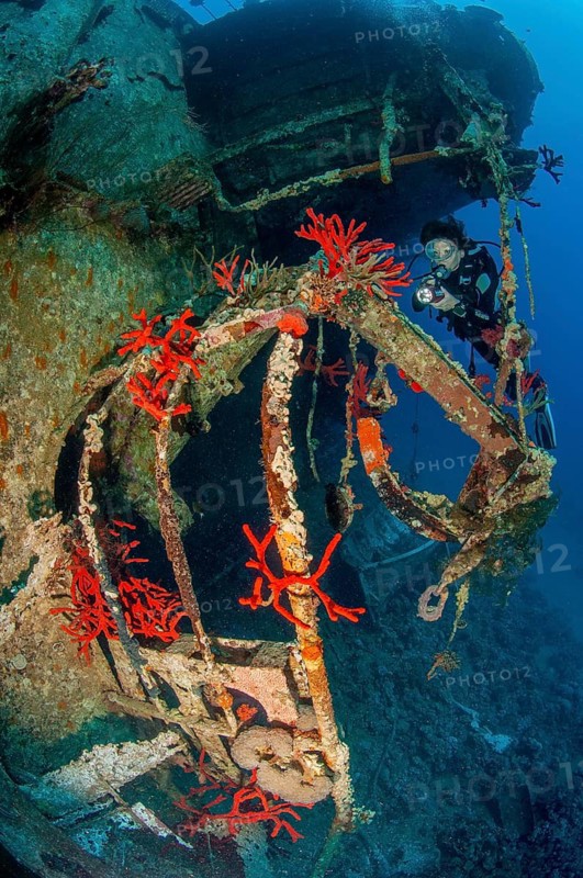 Diver diving through shipwreck Cedar Pride in Gulf of Aqaba looks up at illuminated toxic finger-sponge (Negombata Magnifica), Red Sea, Aqaba, Jordan