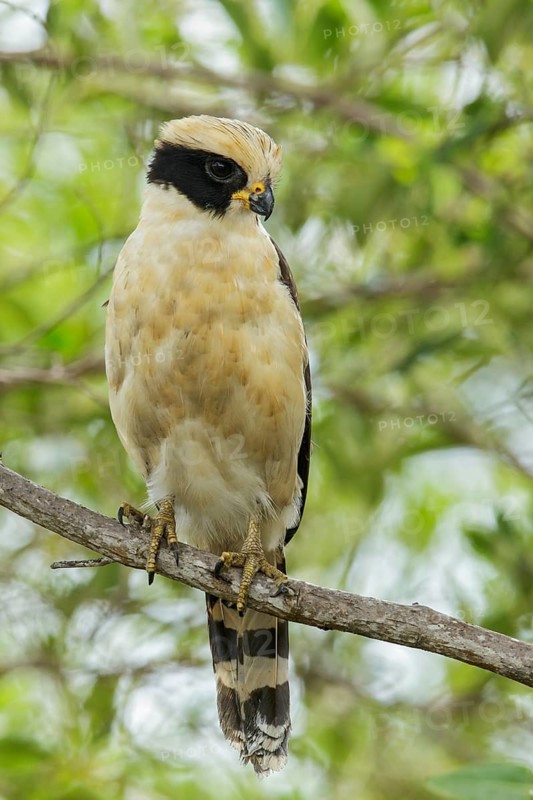 Laughing Falcon (herpetotheres cachinnans) perched on a branch in the grasslands of Guyana