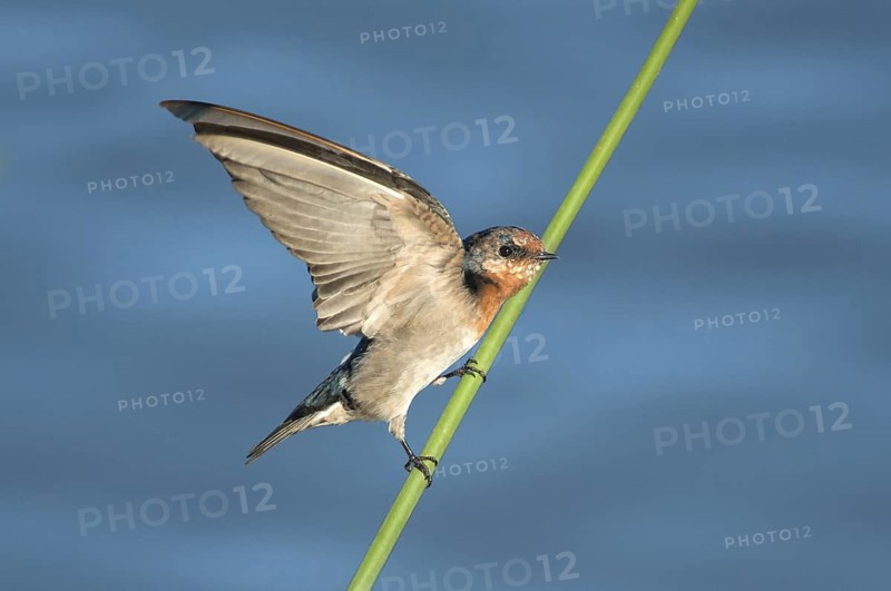 Welcome Swallow (Hirundo neoxena), Victoria, Australia