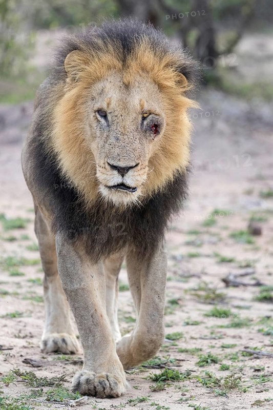 African Lion (Panthera leo) lonely male with injured and bloody face, Masai Mara, Kenya